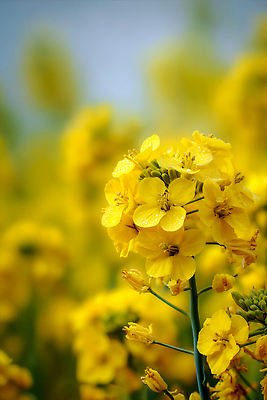 JPG 식물 편집이미지 계절 꽃잎 꽃 꽃밭 자연 하늘 바람 풍경 초원 농작물 햇빛 노란색 봄 유채 편집실사 AI포토 AI콘텐츠 자연요소 컬러 농업 날씨 태양 CG 생태계 파일형식