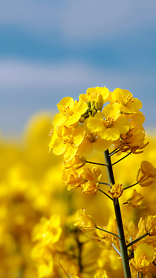 JPG 식물 편집이미지 꽃 이동 꽃밭 밭 자연 하늘 날씨 여름 농장 노란색 유채 꽃가루 벌집 편집실사 AI포토 AI콘텐츠 계절 컬러 컨셉 농업 가루 CG 생태계 파일형식