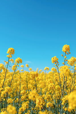 JPG 편집이미지 꽃 꽃밭 자연 하늘 바람 날씨 풍경 초원 소풍 걷기 유채 오후 편집실사 AI포토 AI콘텐츠 자연요소 식물 모션 야외활동 CG 생태계 파일형식