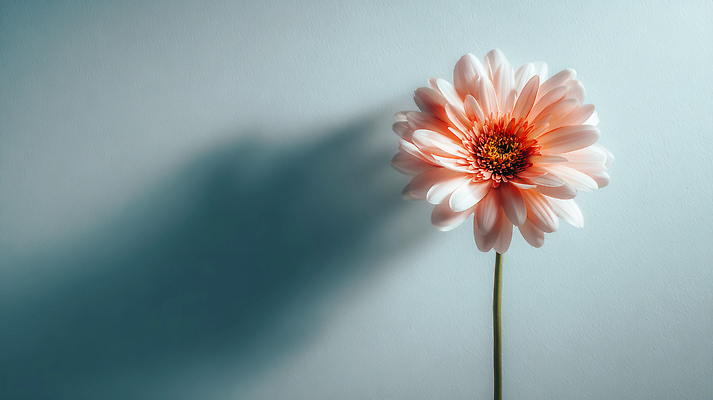 식물 꽃 컬러 CG 생태계 파일형식 AI콘텐츠 그림자 벽 분홍색 자연 장식 디자인 뷰티풀 오브젝트 방 조화 생명 개화 편집실사 편집이미지 JPG AI포토