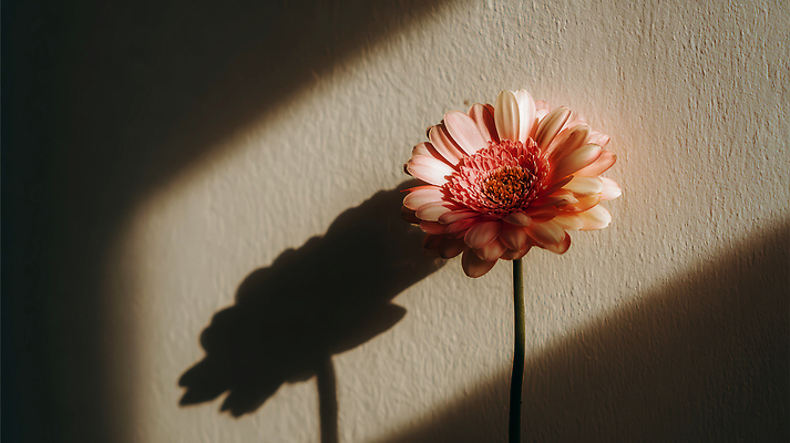 JPG 식물 편집이미지 꽃 벽 줄기 분홍색 자연 생명 실내 그림자 빛 분위기 일과 단순화된 뷰티풀 순간 편집실사 AI포토 AI콘텐츠 컬러 컨셉 내부 CG 생태계 파일형식