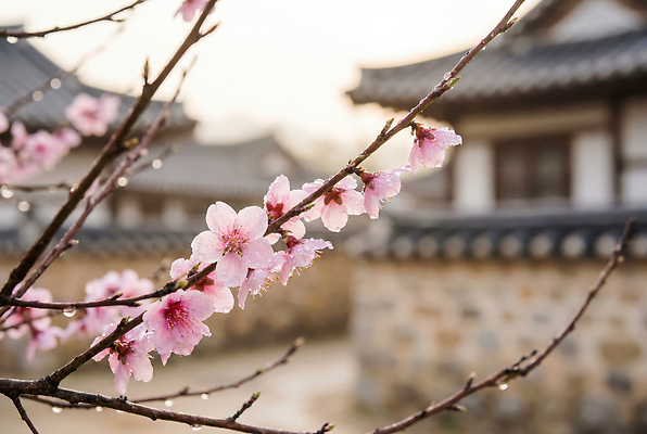 JPG 나무 편집이미지 꽃잎 고건축 자연 하늘 아침 한국 풍경 건물 정원 봄 벚꽃 물방울 고택 편집실사 AI포토 AI콘텐츠 주간 식물 건축물 계절 꽃 아시아 CG 생태계 파일형식
