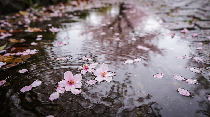 JPG 나무 편집이미지 꽃잎 꽃 잎 자연 풍경 물 반사 봄 벚꽃 수면 조경 꽃비 편집실사 AI포토 AI콘텐츠 자연요소 식물 계절 CG 생태계 파일형식