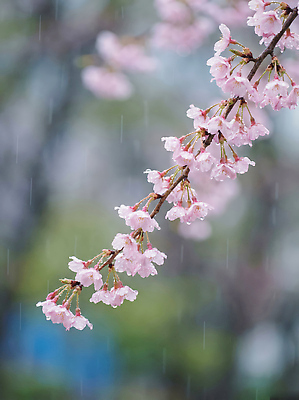 JPG 나무 편집이미지 꽃잎 꽃 분홍색 자연 날씨 풍경 봄 젖음 벚꽃 장면 흐림 뷰티풀 편집실사 AI포토 AI콘텐츠 식물 계절 컬러 CG 생태계 파일형식