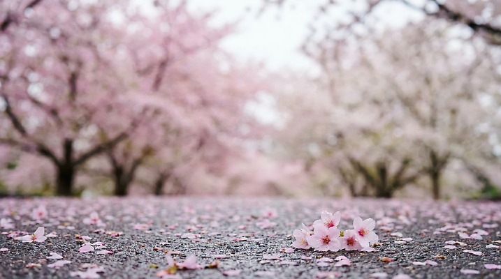 JPG 나무 편집이미지 꽃잎 분홍색 자연 거리 풍경 봄 산책 벚꽃 가로수 꽃길 편집실사 AI포토 AI콘텐츠 식물 계절 꽃 길 컬러 휴식 CG 생태계 파일형식