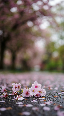 JPG 나무 편집이미지 공원 꽃잎 꽃 길 자연 거리 풍경 초원 봄 산책 벚꽃 떨어짐 일과 뷰티풀 편집실사 AI포토 AI콘텐츠 식물 계절 공공시설 컨셉 휴식 CG 생태계 파일형식