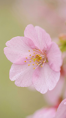 JPG 나무 식물 편집이미지 꽃잎 꽃 화초 잎 자연 생명 풍경 봄 벚꽃 물방울 수분_꽃가루 편집실사 AI포토 AI콘텐츠 계절 CG 생태계 파일형식