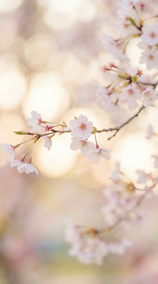 JPG 나무 식물 편집이미지 계절 꽃 자연 생명 풍경 빛 봄 벚꽃 뷰티풀 편집실사 AI포토 AI콘텐츠 CG 생태계 파일형식