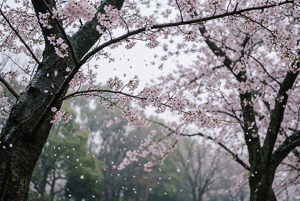 JPG 나무 편집이미지 공원 꽃잎 꽃 모션 자연 풍경 봄 산책 벚꽃 떨어짐 뷰티풀 편집실사 AI포토 AI콘텐츠 식물 계절 공공시설 컨셉 휴식 CG 생태계 파일형식