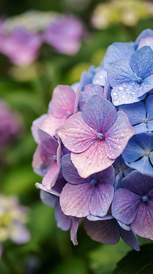 JPG 식물 편집이미지 꽃 화초 컬러 꽃다발 자연 여름 햇빛 정원 산책 물방울 조경 수국 만개 방문객 편집실사 AI컴퓨터그래픽 AI콘텐츠 계절 휴식 태양 CG 생태계 파일형식