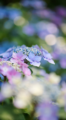 JPG 식물 편집이미지 꽃 컬러 자연 생명 풍경 햇빛 정원 봄 관찰 수국 조화 뷰티풀 편집실사 AI컴퓨터그래픽 AI콘텐츠 계절 모션 태양 CG 생태계 파일형식