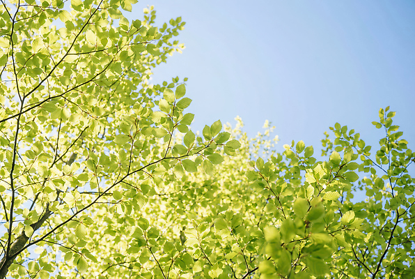JPG 나무 식물 편집이미지 잎 자연 하늘 생명 풍경 초록색 여름 파란색 빛 햇빛 환경 성장 초봄 편집실사 AI포토 AI콘텐츠 계절 컬러 태양 봄 CG 생태계 파일형식