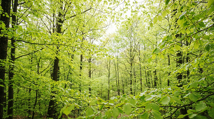 JPG 나무 편집이미지 꽃 잎 자연 생명 파란색 환경 봄 숲속 숲 뿌리 자원 초봄 편집실사 AI포토 AI콘텐츠 식물 계절 컬러 CG 생태계 파일형식