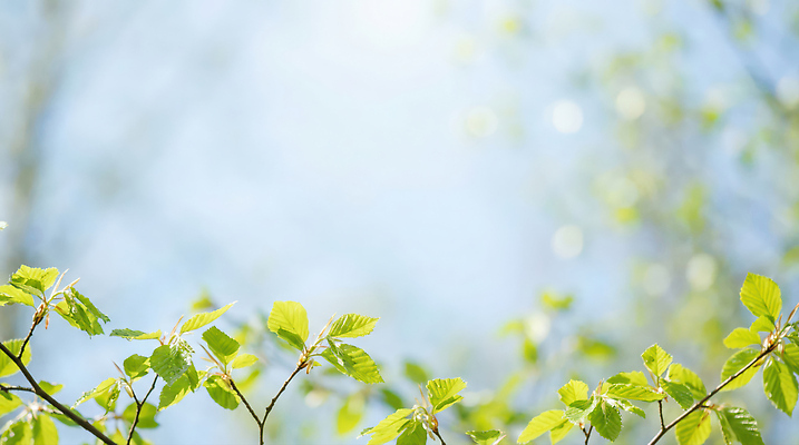 JPG 나무 식물 편집이미지 계절 컬러 잎 자연 하늘 생명 파란색 햇빛 성장 분위기 초봄 편집실사 AI포토 AI콘텐츠 컨셉 태양 봄 CG 생태계 파일형식