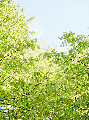 JPG 나무 식물 편집이미지 잎 자연 하늘 나뭇잎 초록색 파란색 햇빛 봄 성장 신선 변화 가지치기 초봄 편집실사 AI포토 AI콘텐츠 계절 컬러 컨셉 태양 CG 생태계 원예 파일형식