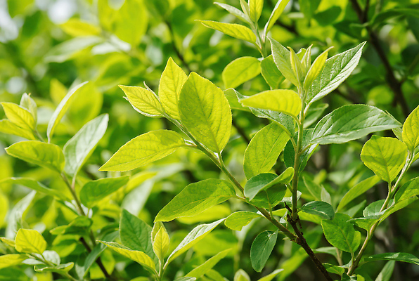 JPG 나무 식물 편집이미지 공원 잎 자연 초록색 여름 햇빛 환경 산책 성장 숲 생태계 초봄 편집실사 AI포토 AI콘텐츠 계절 공공시설 컬러 휴식 태양 봄 CG 파일형식