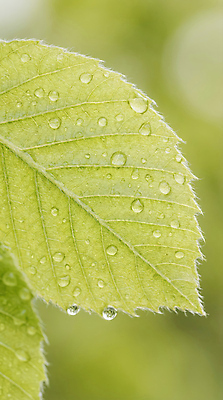 JPG 식물 편집이미지 잎 자연 생명 단면 나뭇잎 연두색 파란색 환경 물방울 구출 초봄 수분_꽃가루 편집실사 AI포토 AI콘텐츠 컬러 초록색 봄 도움 CG 생태계 파일형식