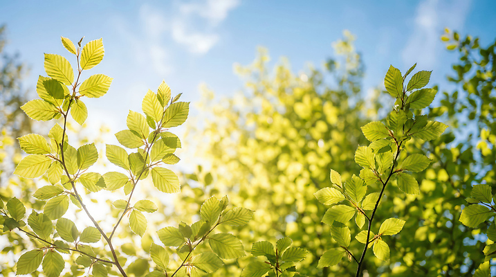 JPG 나무 식물 편집이미지 자연 하늘 나뭇잎 초록색 여름 햇빛 환경 성장 숲 생태계 광합성 초봄 편집실사 AI포토 AI콘텐츠 계절 컬러 잎 태양 봄 CG 파일형식