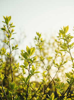 JPG 나무 식물 편집이미지 잎 자연 풍경 초록색 햇빛 환경 봄 성장 힐링 오후 초봄 편집실사 AI포토 AI콘텐츠 계절 컬러 태양 CG 생태계 파일형식