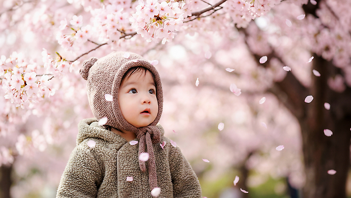 자연요소 식물 계절 꽃 컨셉 날씨 사람 야외활동 상점 봄 생태계 파일형식 AI포토 아기 벚꽃 꽃잎 나무 바람 어린이 자연 꽃집 초봄 소풍 외출 귀여움 편집이미지 JPG 의료성형뷰티 AI인물포토 AI콘텐츠