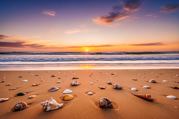 JPG 편집이미지 파도 바다 자연 조개 풍경 해변 모래사장 태양 수중동물 일몰 조개껍데기 수평선 편집실사 AI컴퓨터그래픽 AI콘텐츠 자연요소 동물 어패류 노을 CG 생태계 파일형식