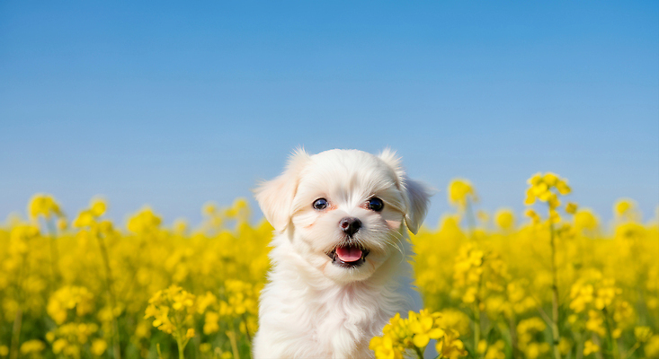 JPG 식물 동물 편집이미지 행복 꽃밭 자연 하늘 웃음 풍경 초원 여름 귀여움 강아지 편집실사 AI컴퓨터그래픽 AI콘텐츠 계절 꽃 감정 컨셉 표정 반려동물 개 CG 생태계 파일형식