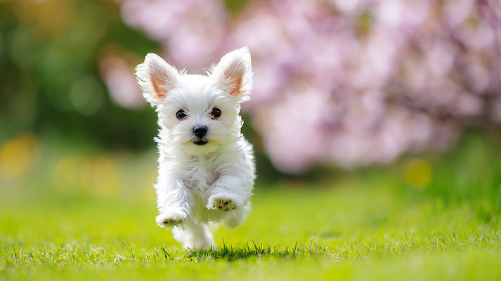 JPG 편집이미지 꽃 행복 분홍색 모션 자연 놀이 초원 반려동물 햇빛 귀여움 자유 강아지 이미지 오후 편집실사 AI컴퓨터그래픽 AI콘텐츠 식물 동물 감정 컬러 컨셉 태양 개 CG 생태계 파일형식
