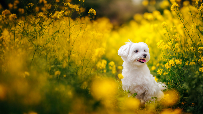 자연요소 식물 동물 감정 컨셉 농업 포유류 날씨 휴식 반려동물 태양 CG 생태계 파일형식 AI콘텐츠 개 꽃 밭 자연 산책 고양이 즐거움 귀여움 햇빛 일과 바람 편집실사 편집이미지 JPG AI컴퓨터그래픽