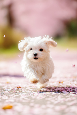 JPG 나무 편집이미지 공원 꽃잎 분홍색 자연 반려동물 달리기 햇빛 봄 흰색 강아지 즐거움 이미지 생동감 애교 편집실사 AI컴퓨터그래픽 AI콘텐츠 식물 동물 계절 공공시설 꽃 감정 컬러 모션 태양 개 CG 생태계 파일형식