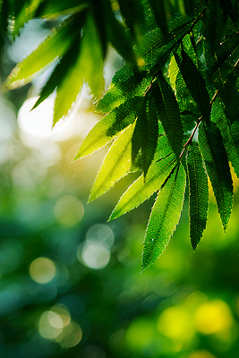 JPG 나무 식물 편집이미지 백그라운드 잎 자연 생명 나뭇잎 초록색 여름 빛 햇빛 숲 생태계 편집실사 AI포토 AI컴퓨터그래픽 AI콘텐츠 계절 컬러 태양 CG 파일형식