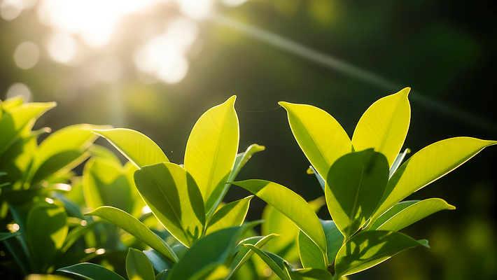 JPG 나무 식물 편집이미지 잎 자연 생명 초록색 여름 햇빛 환경 봄 성장 장면 편집실사 AI포토 AI콘텐츠 계절 컬러 태양 CG 생태계 파일형식
