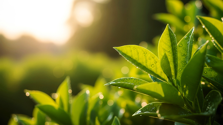 JPG 식물 편집이미지 잎 자연 생명 아침 밝음 풍경 초록색 햇빛 정원 촉촉함 성장 물방울 저녁 편집실사 AI포토 AI콘텐츠 주간 컬러 태양 젖음 야간 CG 생태계 파일형식