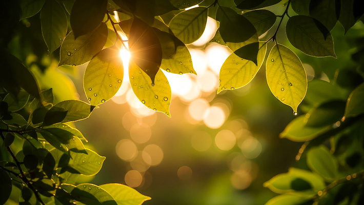 JPG 나무 식물 편집이미지 잎 자연 나뭇잎 초록색 여름 빛 햇빛 환경 물방울 숲 편집실사 AI포토 AI콘텐츠 계절 컬러 태양 CG 생태계 파일형식