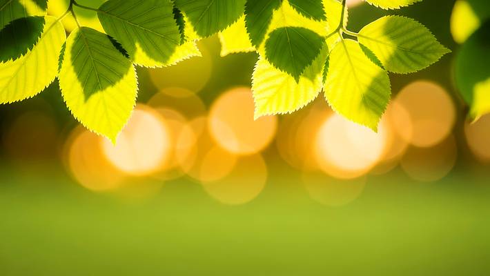 JPG 나무 식물 편집이미지 공원 백그라운드 잎 자연 건강 풍경 초원 초록색 여름 빛 햇빛 산책 신선 편집실사 AI포토 AI컴퓨터그래픽 AI콘텐츠 계절 공공시설 컬러 휴식 태양 CG 생태계 파일형식