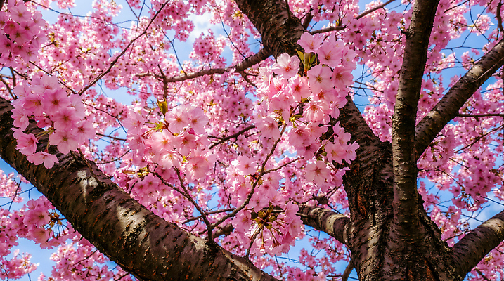 JPG 나무 편집이미지 꽃잎 꽃 컬러 자연 하늘 휴식 풍경 봄 모임 벚꽃 그늘 뷰티풀 편집실사 AI포토 AI콘텐츠 식물 계절 컨셉 CG 생태계 파일형식