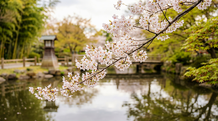 식물 계절 공공시설 꽃 휴식 CG 생태계 파일형식 AI콘텐츠 벚꽃 공원 연못 나무 자연 풍경 봄 산책 조명 편집실사 편집이미지 JPG AI포토