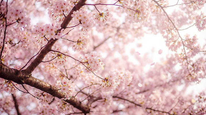 JPG 나무 편집이미지 꽃잎 자연 바람 사람 풍경 햇빛 봄 산책 벚꽃 주말 꽃구경 청명 편집실사 AI포토 AI콘텐츠 자연요소 식물 계절 꽃 날씨 휴식 태양 CG 생태계 파일형식