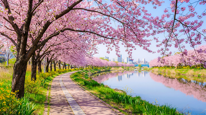 JPG 나무 편집이미지 공원 꽃 길 자연 사람 풍경 강 운동 자전거 봄 산책 활발 벚꽃 도시 편집실사 AI포토 AI콘텐츠 식물 계절 공공시설 컨셉 휴식 건강 바이크 CG 생태계 파일형식
