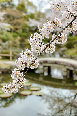 JPG 나무 편집이미지 꽃 자연 풍경 반사 정원 봄 산책로 벚꽃 연못 연습 조경 편집실사 AI포토 AI콘텐츠 식물 계절 길 CG 생태계 파일형식
