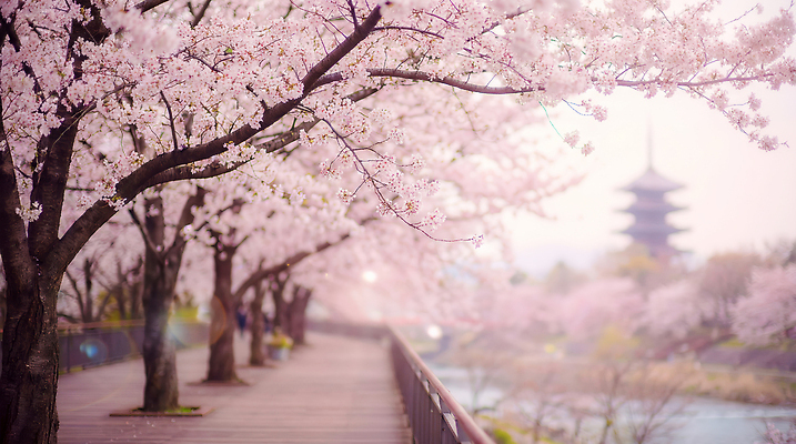 식물 건축물 계절 공공시설 꽃 휴식 CG 생태계 파일형식 AI콘텐츠 벚꽃 봄 나무 산책 탑 공원 풍경 연못 길 자연 잎 하늘 편집실사 편집이미지 JPG AI포토