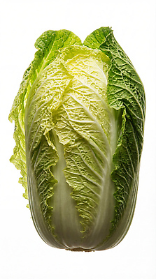 JPG 편집이미지 음식 잎 채소 자연 건강 요리 초록색 여름 농작물 농사 신선 소비 상추 뿌리 편집실사 AI포토 AI콘텐츠 식물 계절 컬러 농업 CG 생태계 파일형식