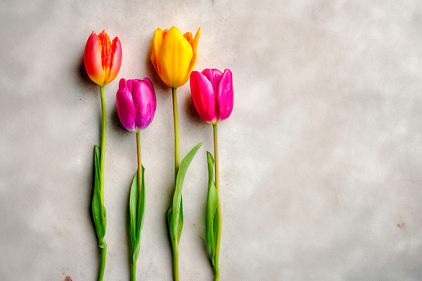 JPG 식물 편집이미지 꽃 줄기 분홍색 컬러 잎 자연 생명 바닥 빨간색 노란색 보라색 봄 튤립 나란히 편집실사 AI포토 AI콘텐츠 계절 CG 생태계 파일형식