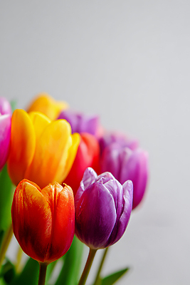 JPG 식물 편집이미지 꽃 화초 컬러 자연 실내 장식 빨간색 노란색 꽃병 보라색 주황색 튤립 원예 생화 편집실사 AI포토 AI콘텐츠 취미 내부 CG 생태계 파일형식