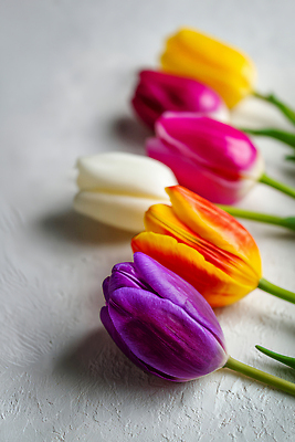 JPG 편집이미지 꽃 줄기 컬러 백그라운드 자연 정원 봄 회색 튤립 신선 당기기 꽃꽂이 원예 일렬 편집실사 AI포토 AI콘텐츠 식물 계절 모션 취미 CG 생태계 파일형식