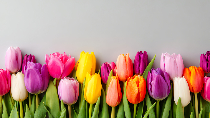 JPG 식물 편집이미지 꽃 분홍색 컬러 꽃다발 백그라운드 자연 장식 노란색 정원 보라색 촬영 봄 튤립 배열 편집실사 AI포토 AI콘텐츠 계절 CG 생태계 파일형식