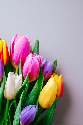 JPG 모양 식물 편집이미지 꽃 컬러 꽃다발 백그라운드 자연 정원 봄 전시 튤립 조화 뷰티풀 플로리스트 편집실사 AI포토 AI콘텐츠 직업 계절 CG 생태계 파일형식