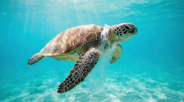 JPG 편집이미지 바다 환경 수중 수영 수중동물 오염 거북이 보호 쓰레기 플라스틱 생태계 바다거북 해양오염 해양쓰레기 편집실사 AI인물포토 AI콘텐츠 동물 컨셉 파충류 재질 수상스포츠 환경오염 CG 파일형식 AI포토