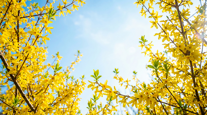 JPG 나무 편집이미지 꽃 잎 자연 하늘 생명 풍경 햇빛 노란색 봄 나뭇가지 개나리 뷰티풀 편집실사 AI포토 AI콘텐츠 식물 계절 컬러 태양 CG 생태계 파일형식