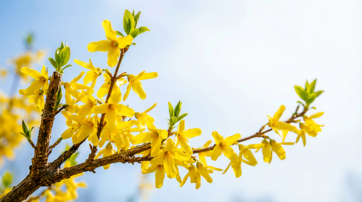 JPG 나무 식물 편집이미지 잎 자연 하늘 생명 봄 개나리 식물원 조화 편집실사 AI포토 AI콘텐츠 계절 꽃 CG 생태계 파일형식