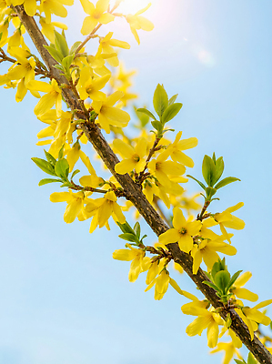 JPG 나무 식물 편집이미지 자연 하늘 생명 건강 햇빛 새싹 환경 봄 성장 개나리 꽃가루 편집실사 AI포토 AI콘텐츠 계절 꽃 태양 가루 CG 생태계 파일형식